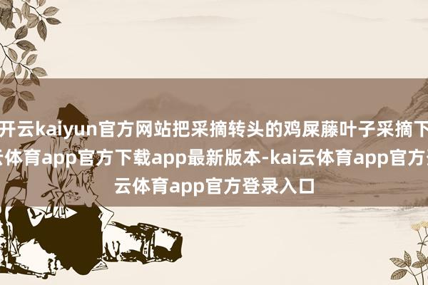 开云kaiyun官方网站把采摘转头的鸡屎藤叶子采摘下来-kai云体育app官方下载app最新版本-kai云体育app官方登录入口