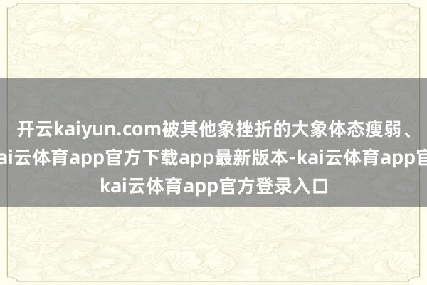 开云kaiyun.com被其他象挫折的大象体态瘦弱、皮肤干瘪-kai云体育app官方下载app最新版本-kai云体育app官方登录入口
